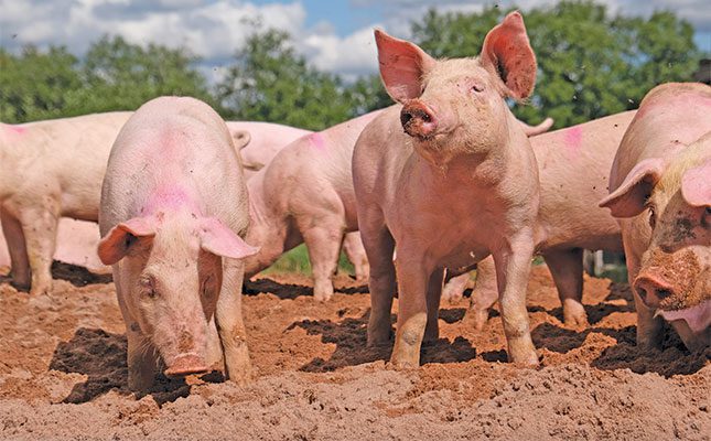 From Corporate to Pig Farming: Shatadi’s Journey to Thriving Piggery Success