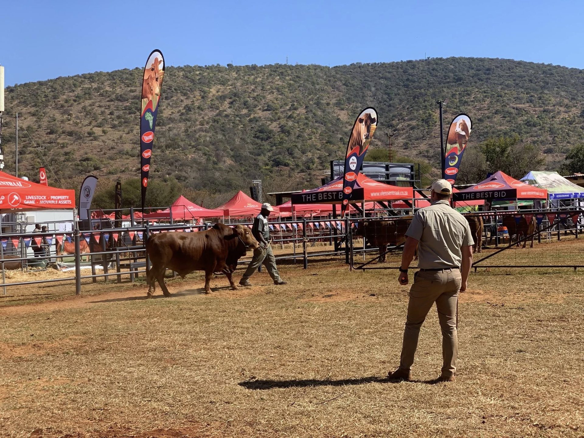 Beef School 2025: Afrikaner Cattle Comeback And Culture