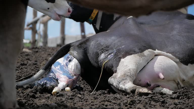 Cow calving. A cow lay down is ready to give birth on a dairy farm.