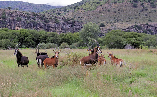 Land reform in South Africa: how new landholders could prosper from wildlife and not just farming