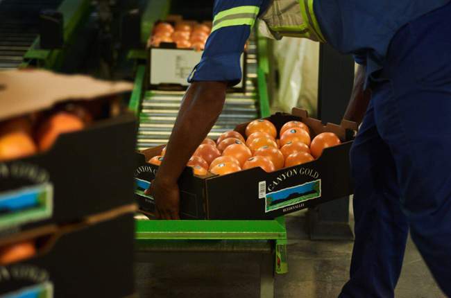 Beyond Low-Hanging Fruit: Lessons from South Africa’s Fruit Exports