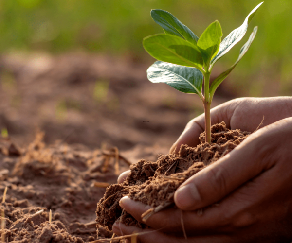 Industrial scale farming is flawed: what ecologically-friendly farming practices could look like in Africa