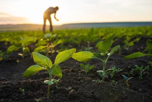 Roland_Berger_WEB_24_2694_Regenerative_agriculture_IT_image_caption_w768