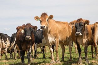 cows-at-farmer-Edward-Warambwa-farm