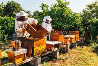 photo-1-bee-keeping