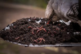 worms-soil